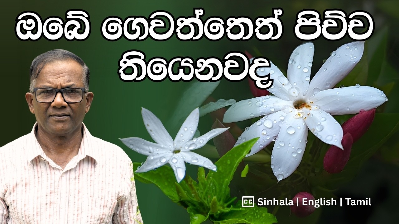 පිච්ච වවන්න කැමතිනම් අනිවාරෙන් මේක බලන්න |How to Grow Pichcha Plant | Ceylon Agri | Epi.466