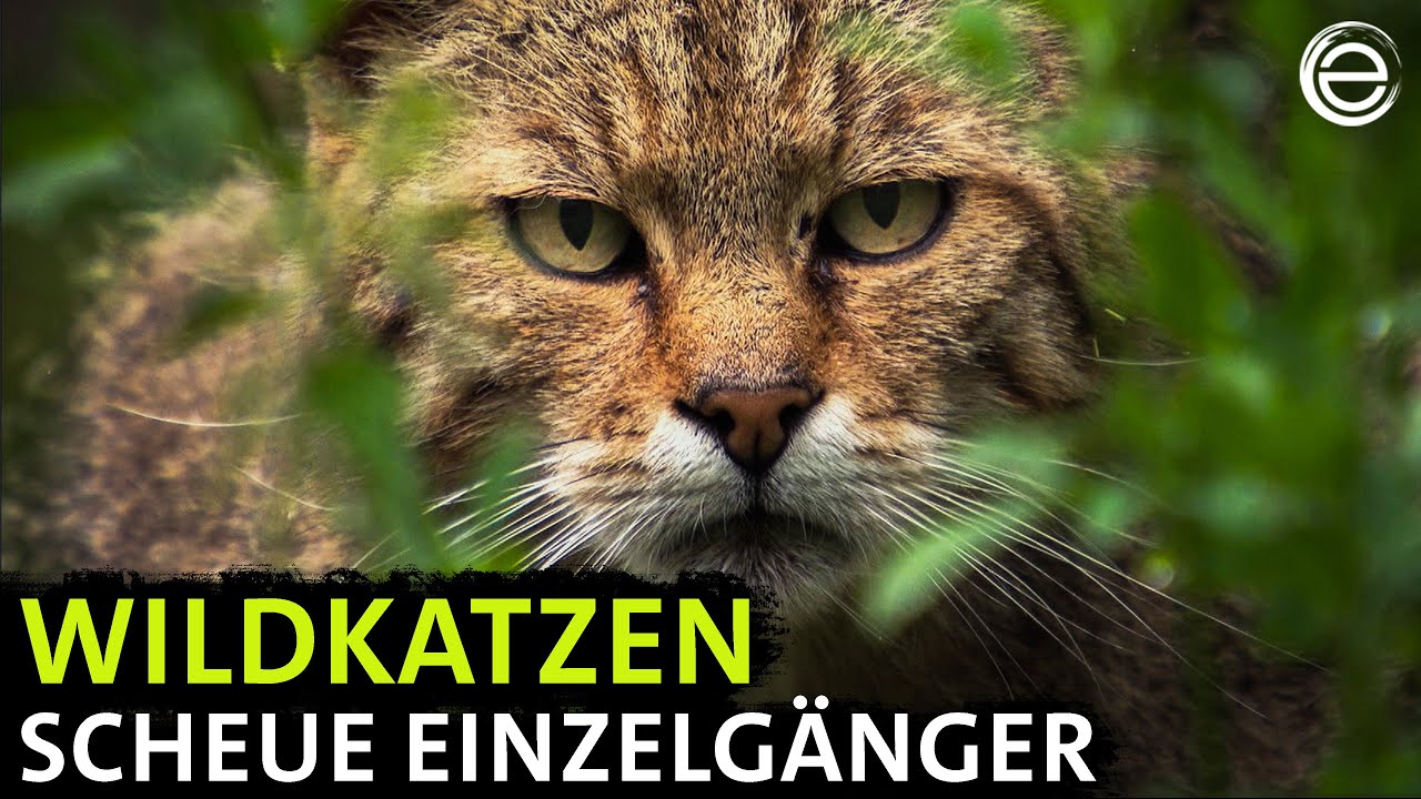 Wildkatzen ‒ Versteckt in Deutschlands Wäldern | Erlebnis Erde