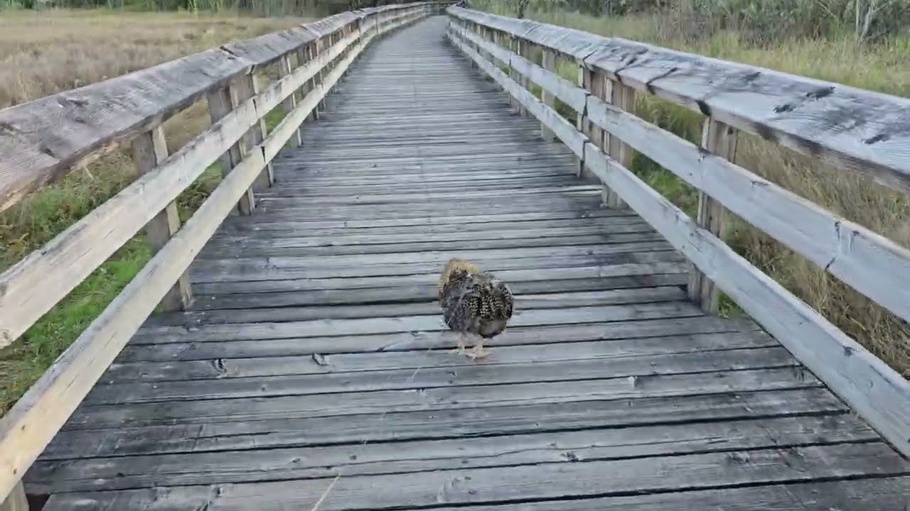 Buddy Walking at the Grey's Harbour National Wildlife Refuge (GO, BUDDY, GO!!)