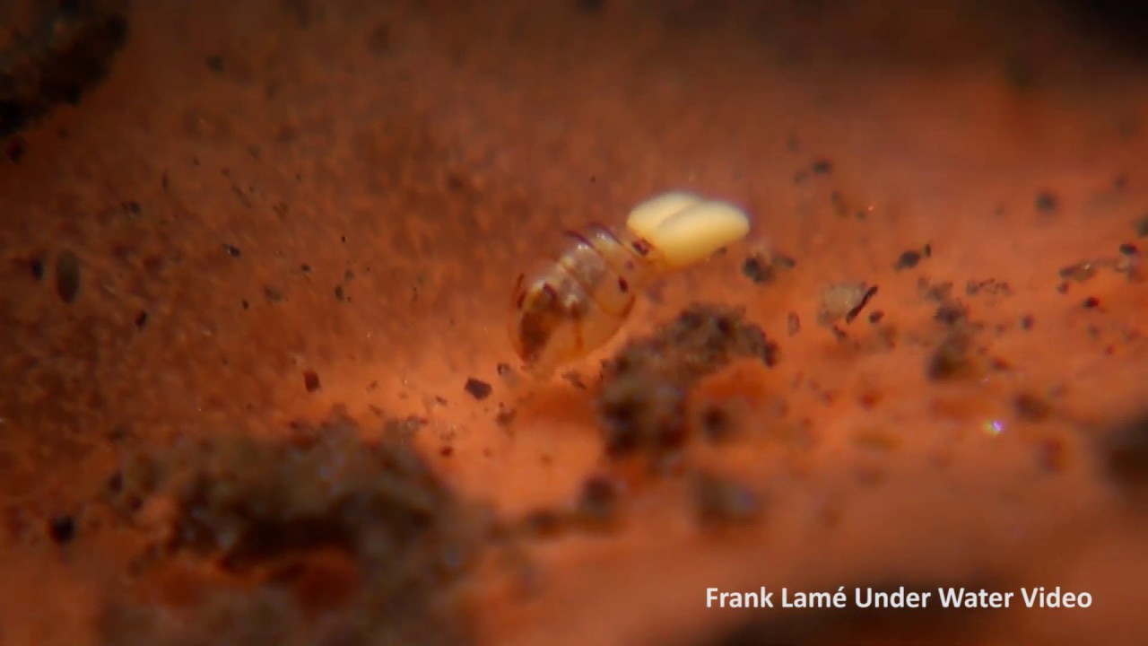 Amphipods, copepods and isopods