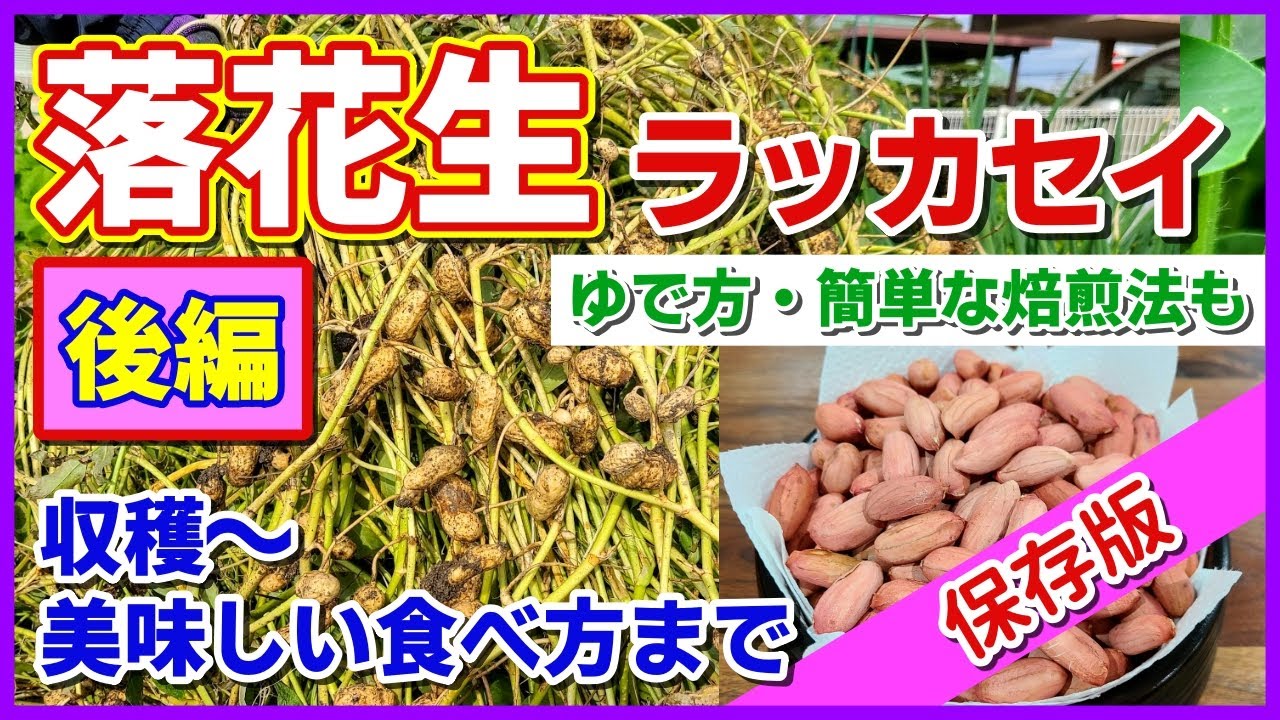 【保存版】落花生栽培【後編】収穫～美味しい食べ方まで完全網羅／収穫・洗浄・乾燥・殻の剥き方・茹で方（茹で落花生）・簡単な焙煎の仕方（煎り落花生）／ジャンボ落花生「おおまさり」／ピーナッツ／ラッカセイ