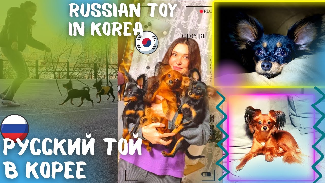 Русский той в Корее/Тур по холодильнику/KOREA VLOG