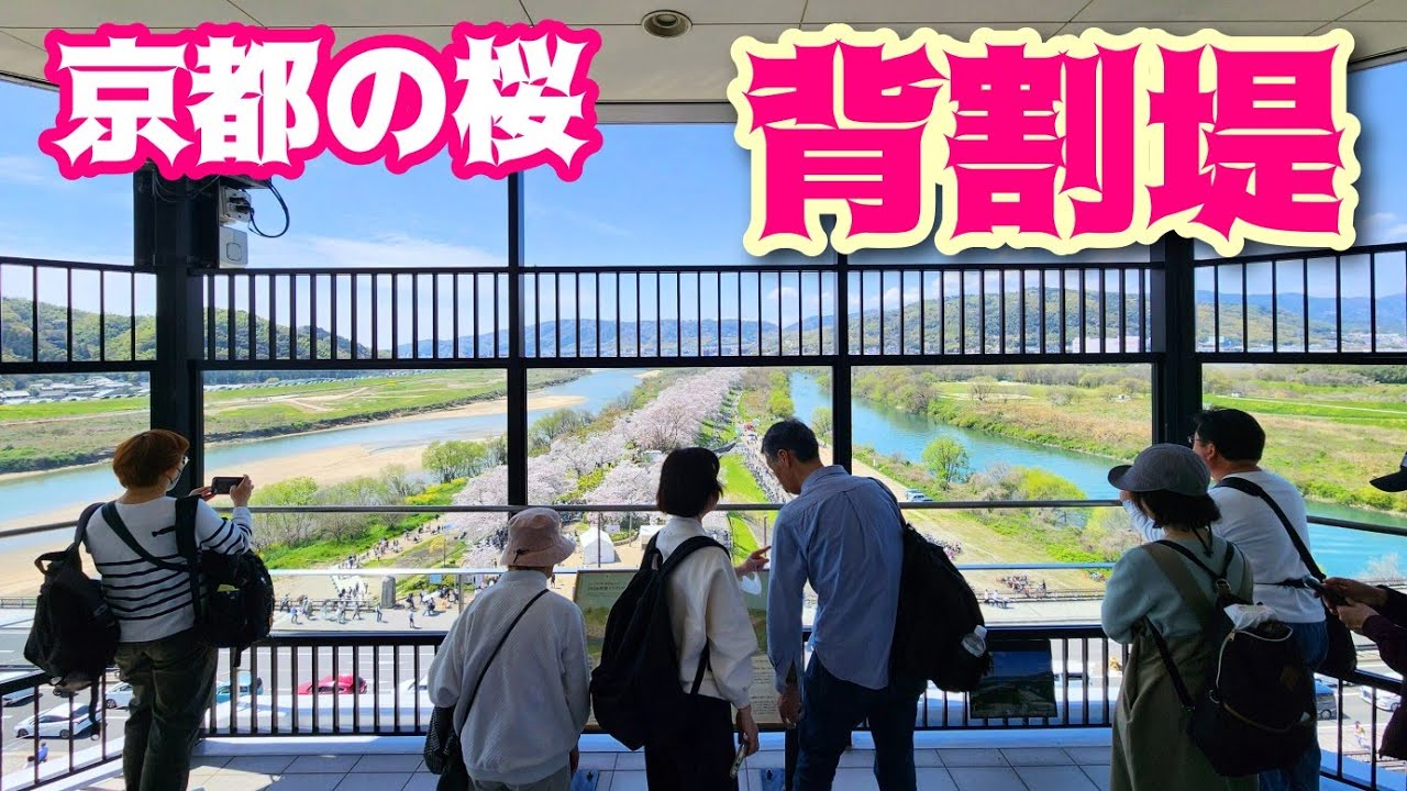 【京都・背割堤の桜】背割堤の桜ってどんな感じ？　 Kyoto,Cherry Blossoms