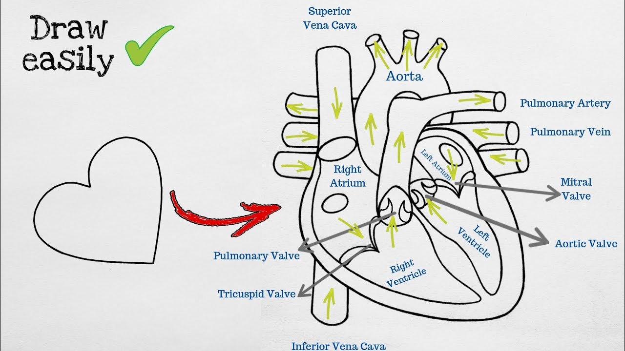 How to draw Human Heart diagram easily Step by step | मानव हृदय का चित्र | YouCanDraw