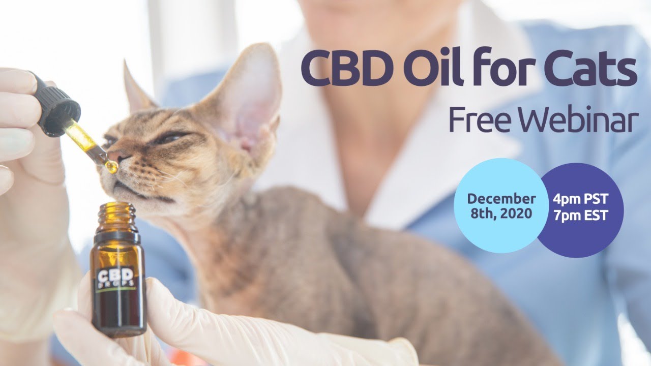 CBD Oil for Cats