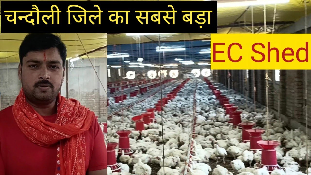 चन्दौली जिले का पहला Fully closed EC Poultry farm| EC shed|EC Farming|KS Poultry|
