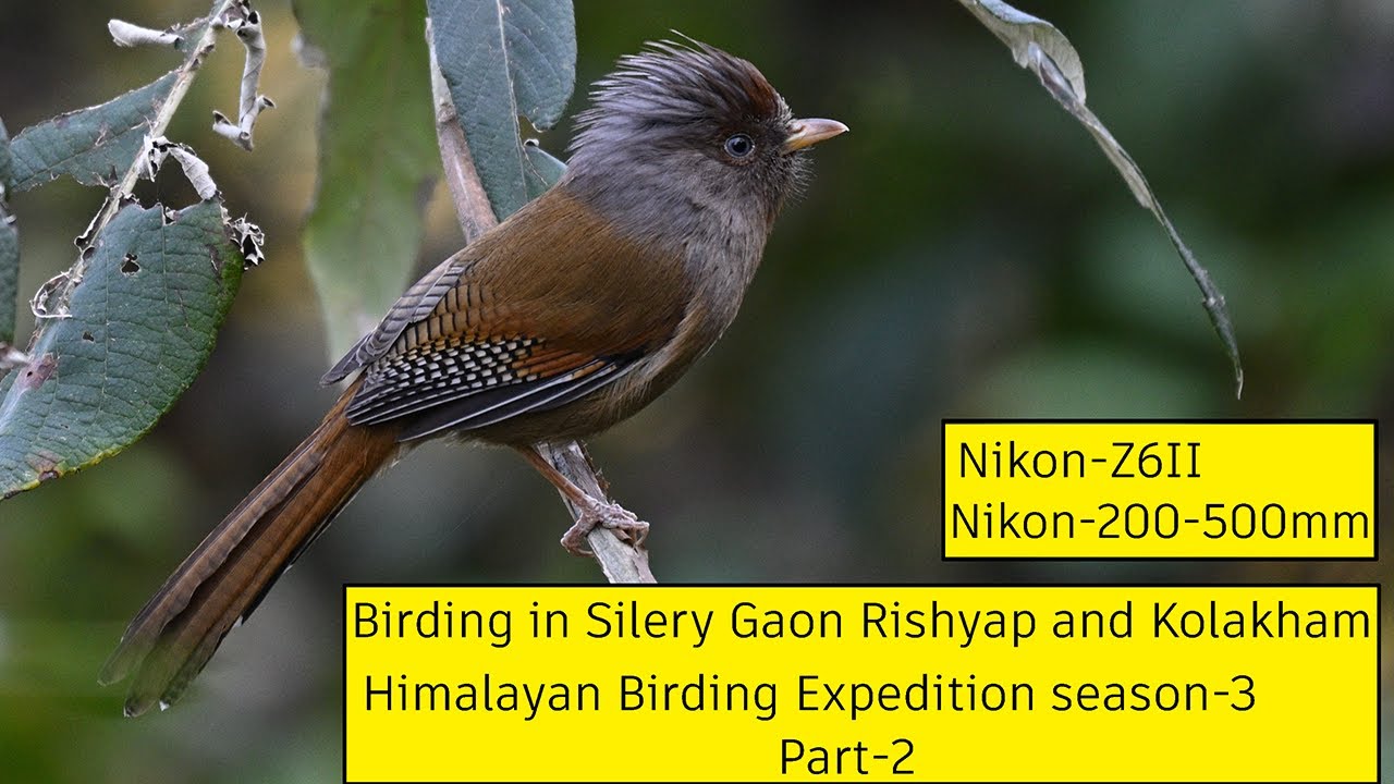 Birding in Silery Gaon Rishyap and Kolakham. No Guide. March-2022