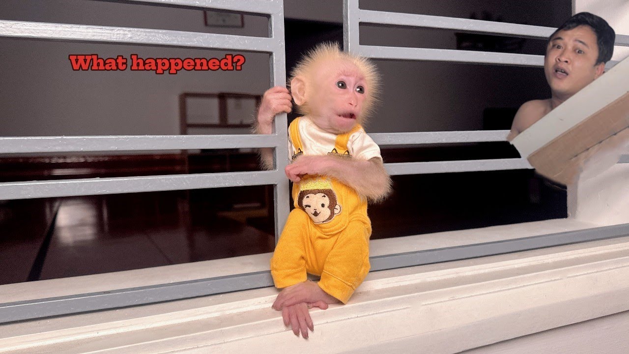 Lulu the monkey woke up and ran away in the middle of the night , Tam panicked and ran to find her