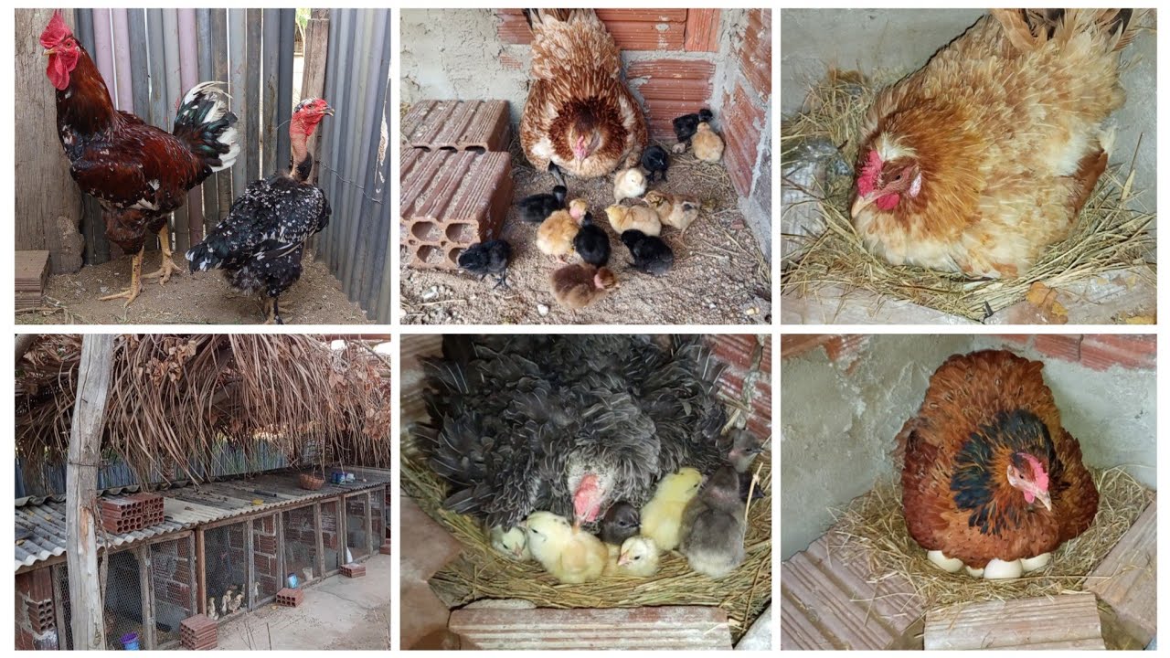 Surpresa do dia, nasceu pintinhos e colocando ovos para chocar + novos casais na cruza individual 