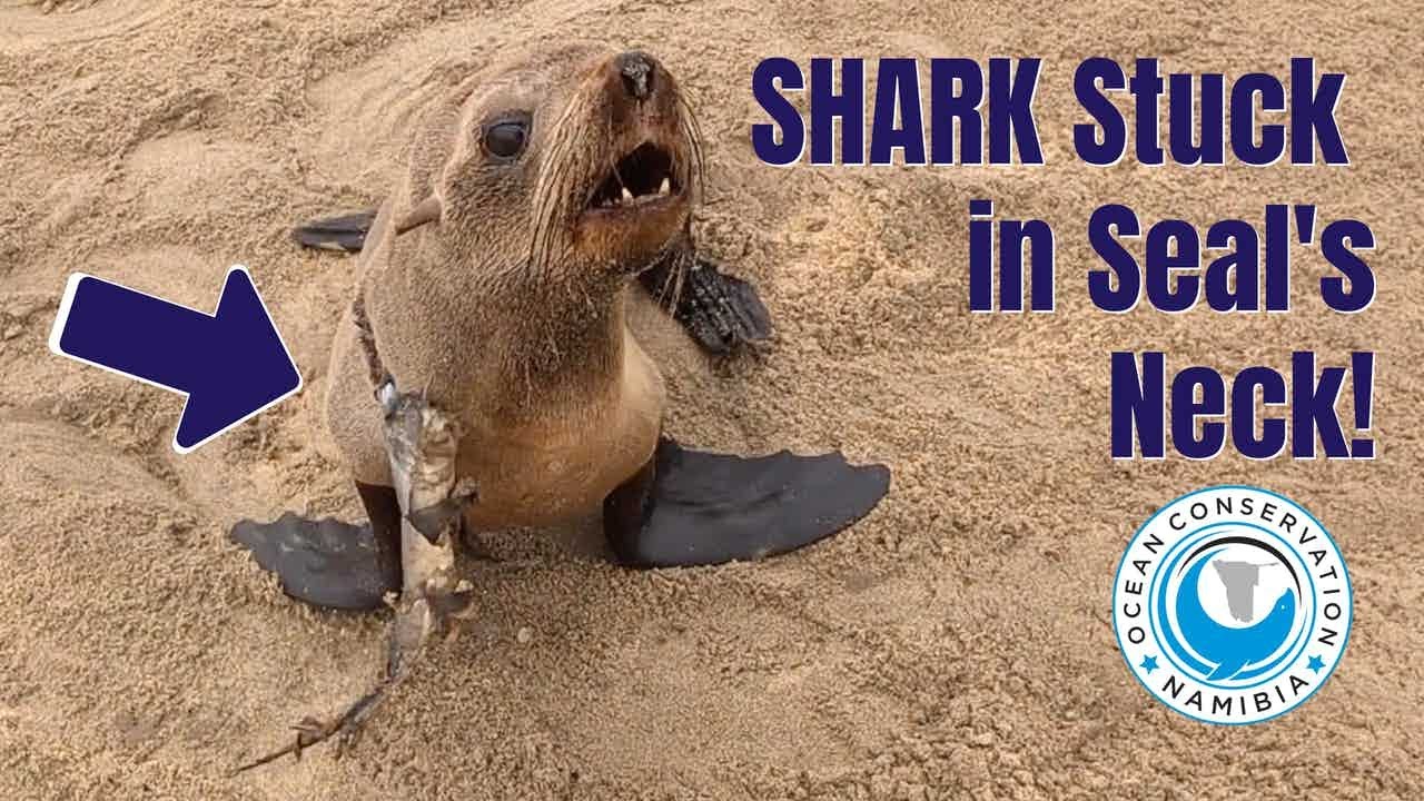 SHARK stuck in Seal's Neck!