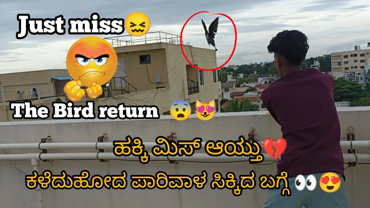 finally we got the bird in kannada ||Prince loft|| ಕಳೆದು ಹೋದ ಪಾರಿವಾಳ ಸಿಕ್ಕಿದ ಬಗ್ಗೆ 👀😍🕊️
