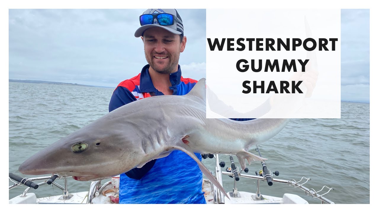 This Gummy saved our day out on Westernport bay!!