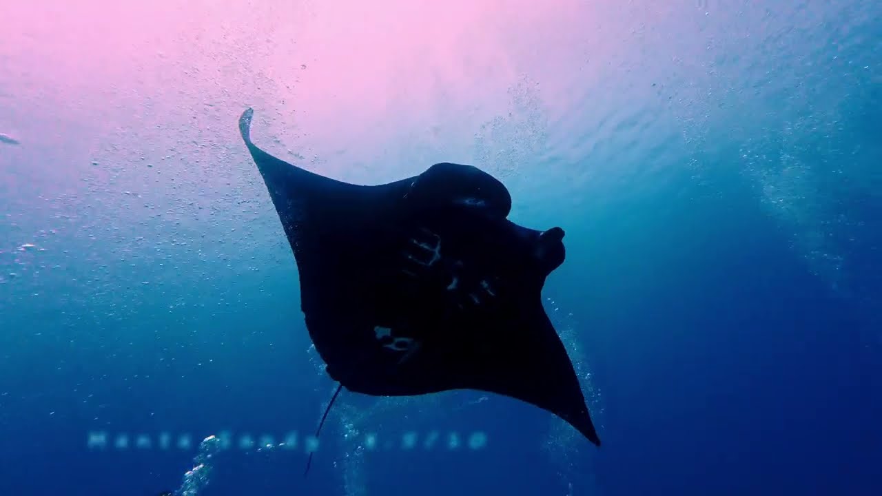 Rating Raja Ampat Dive Sites