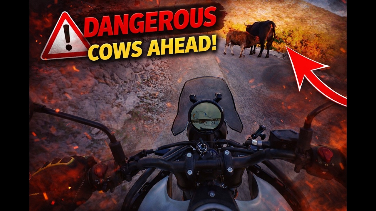 Cows on the road? Croatia-Bosnia - Solo motorcycle adventure