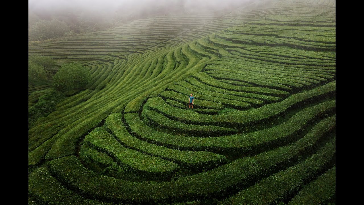 The Azores Tea Fields: Cha Gorreana // 4K Drone