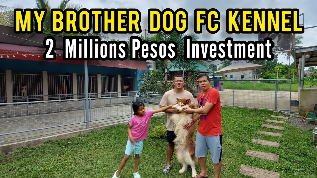 Malaking Puhunan pala ang Purebred o Hybrid na Aso sa Pilipinas | Mag ASKAL na lng tayo