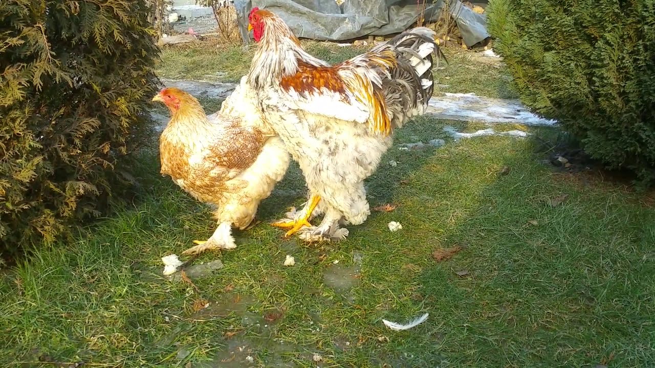 Brahma Splash Orange