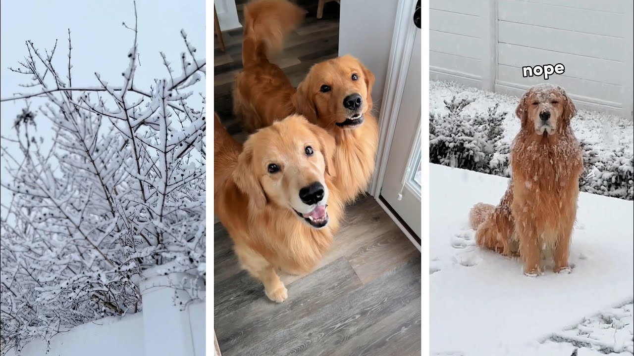 This is what My Dog Does in the Snow!