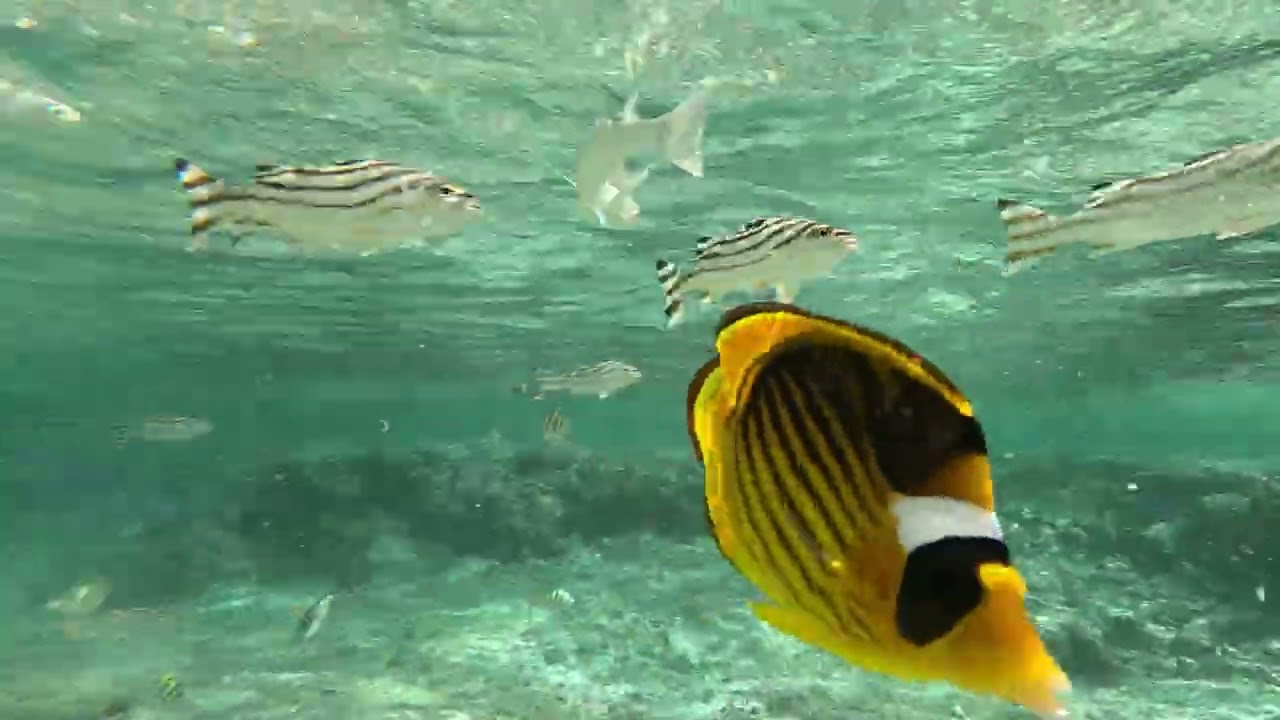 moře u Jaz Grand Marsa Alam 12. 2025