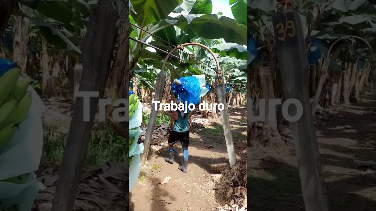 cosecha extrema de banano