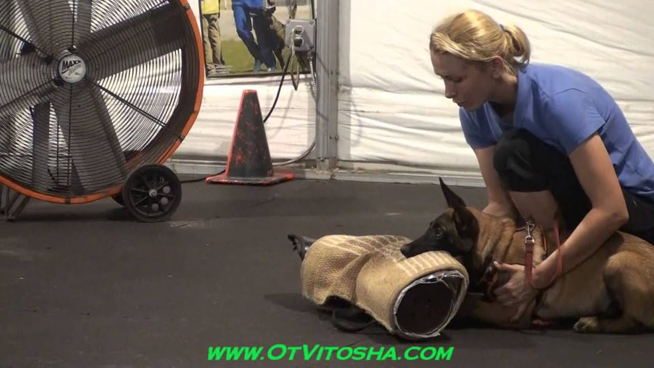 exceptional 3 month old Malinois puppy protection