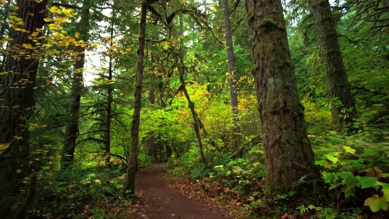 My favorite part of Silver Falls State Park, Oregon. NO EDITS