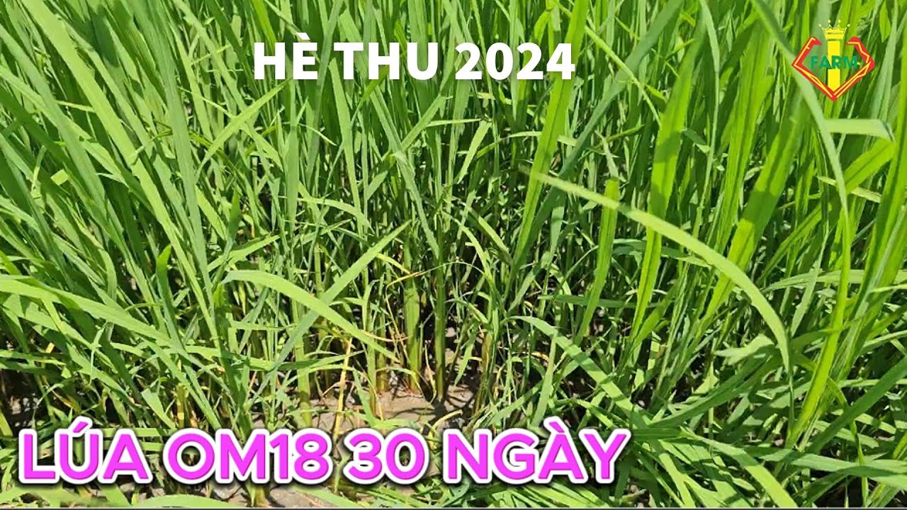 L&Uacute;A OM18 ĐẤT G&Ograve; V&Agrave; B&Agrave;I PH&Acirc;N ĐƠN - L&Uacute;A ĐỀU C&Acirc;Y, MẬP CHỒI