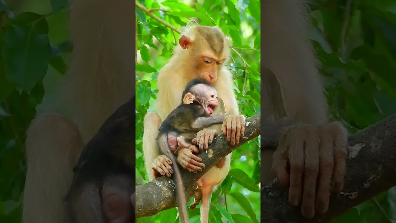 Cutest newborn monkey, Kidnapper catch baby so long