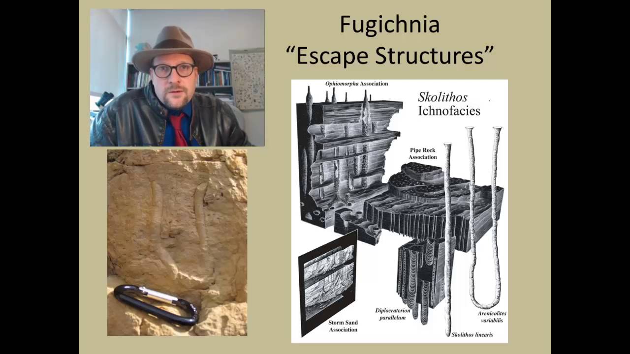 What is Ichnology?