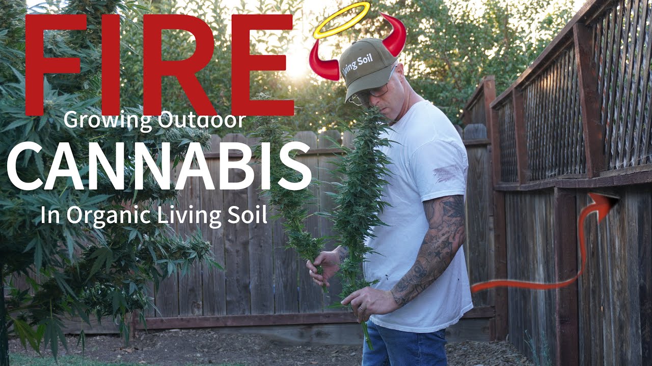 OUTDOOR CANNABIS GROW 2025 | ORGANIC LIVING SOIL |  HOW TO HARVEST
