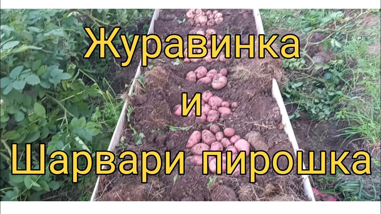 Небывалый урожай картофеля в высокой грядке. Суперр сорта Журавинка и Шарвари пирошка.
