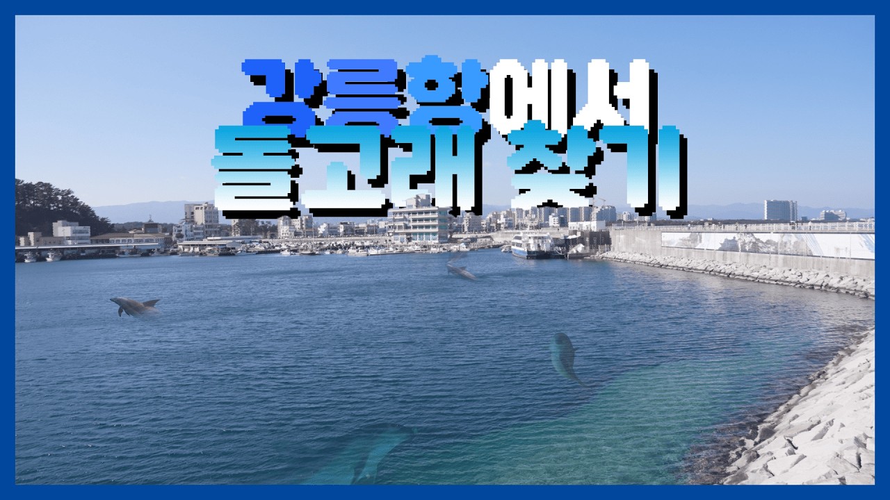 강릉항에 나타나는 아주 귀여운 생물?