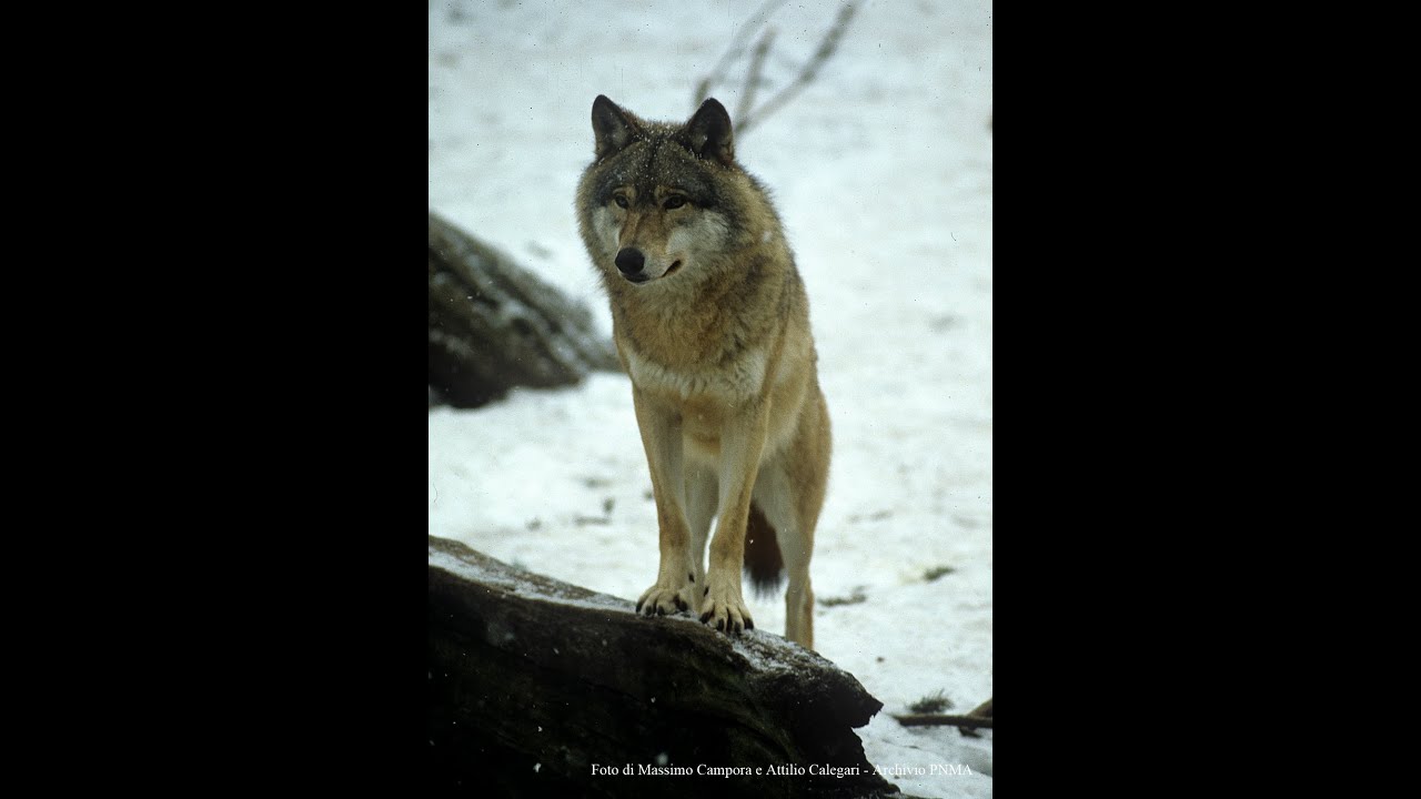 CoWolf - coMonitoraggio lupo nel Parco Naturale Mont Avic. Breve.