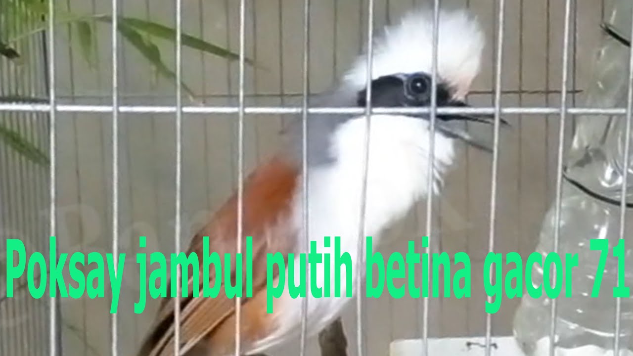 Poksay jambul putih betina gacor 71