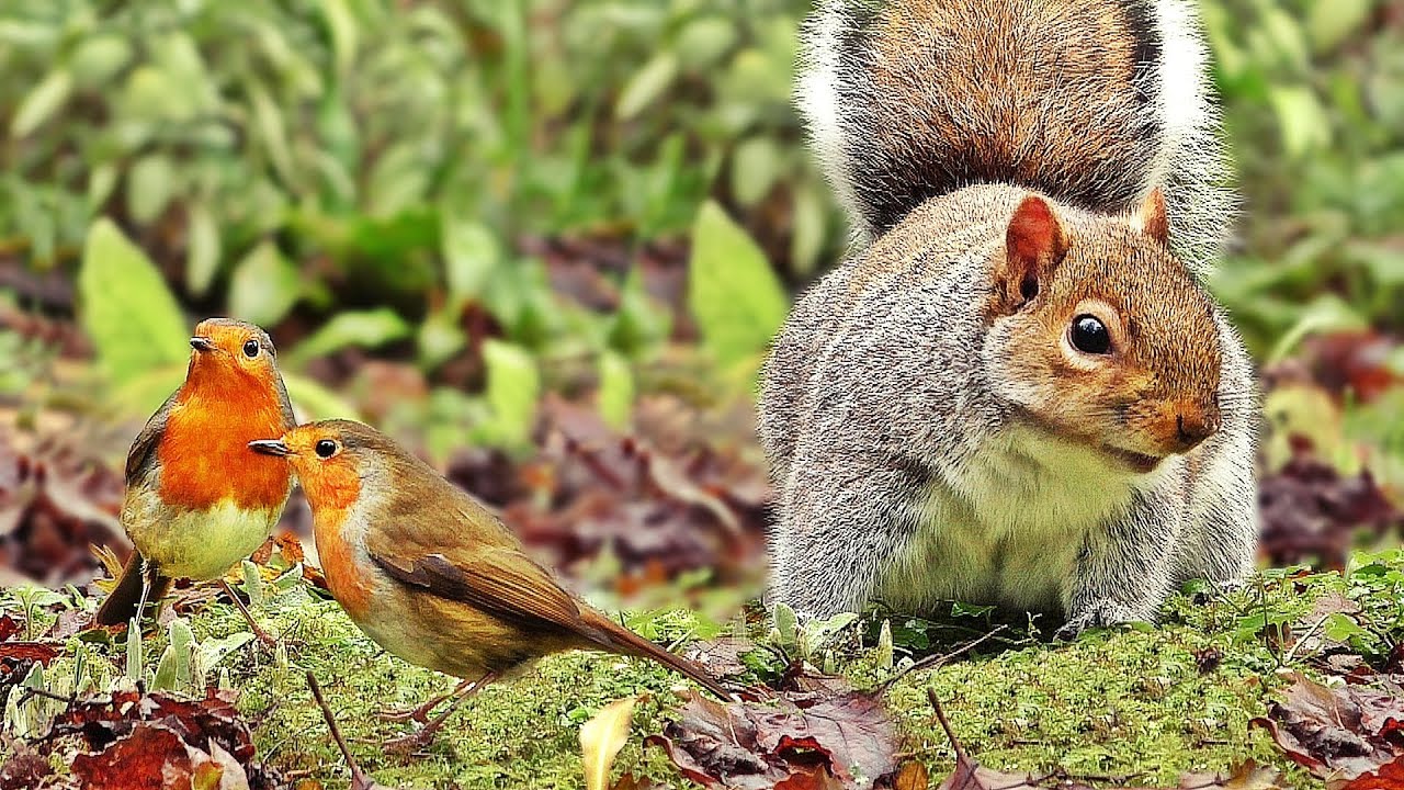 Cat TV : Birds Chirping and Squirrel Fun