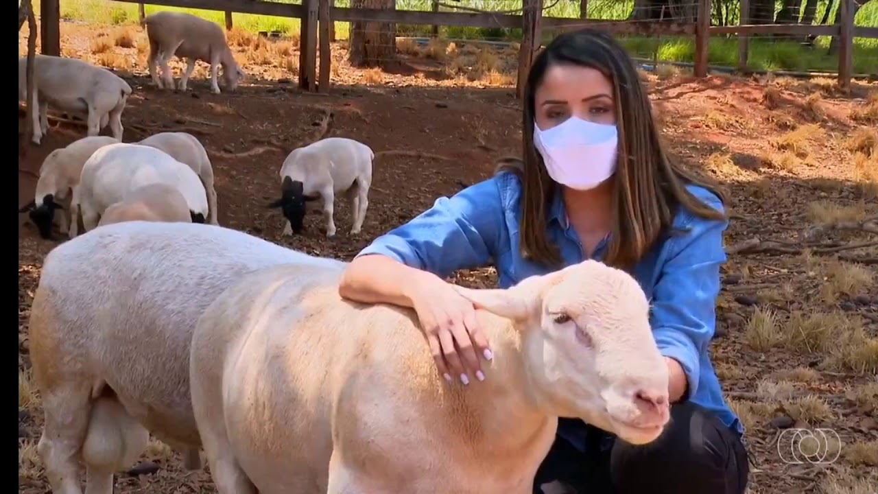 OVINOCULTURA NO CENTRO-OESTE DO BRASIL