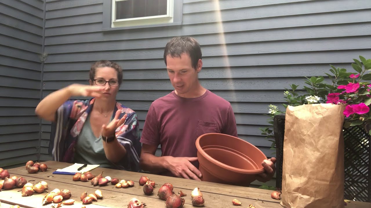 How To Store Tulip Bulbs- Best Practices | Wicked Tulips