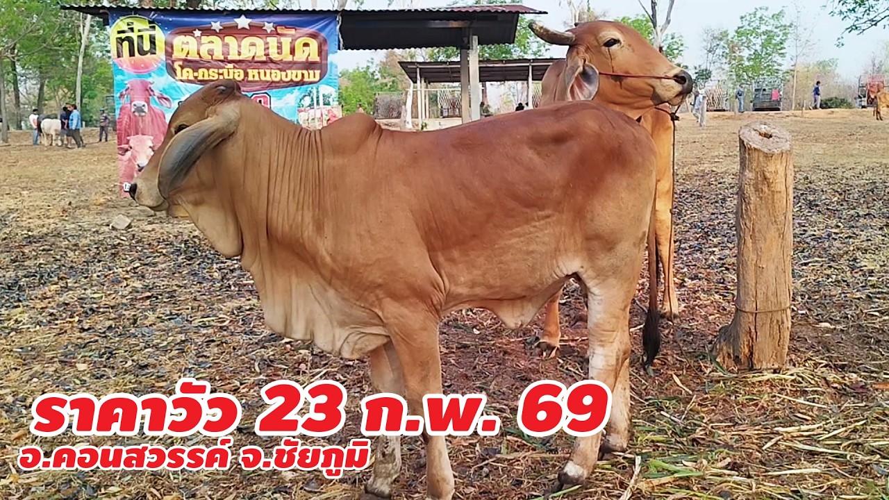 ราคาวัว 23 กุมภาพันธ์ 2569 บ.หนองขาม ต.หนองขาม อ.คอนสวรรค์ จ.ชัยภูมิ เปิดทุกวันจันทร์