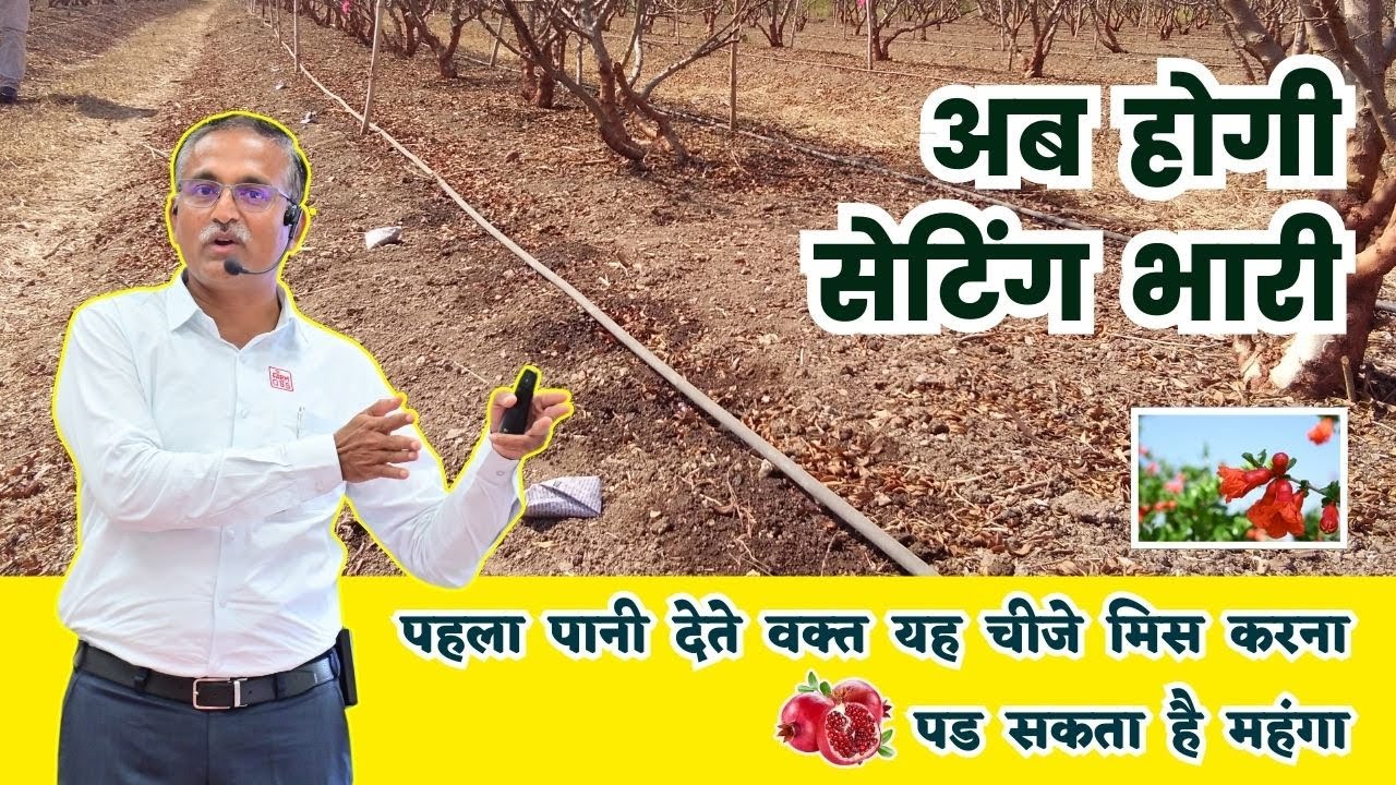 अनार में पहला पानी देते वक्त यह चीजे मिस करना पड सकता है महंगा | 1st Irrigation of Pome @BTGore​
