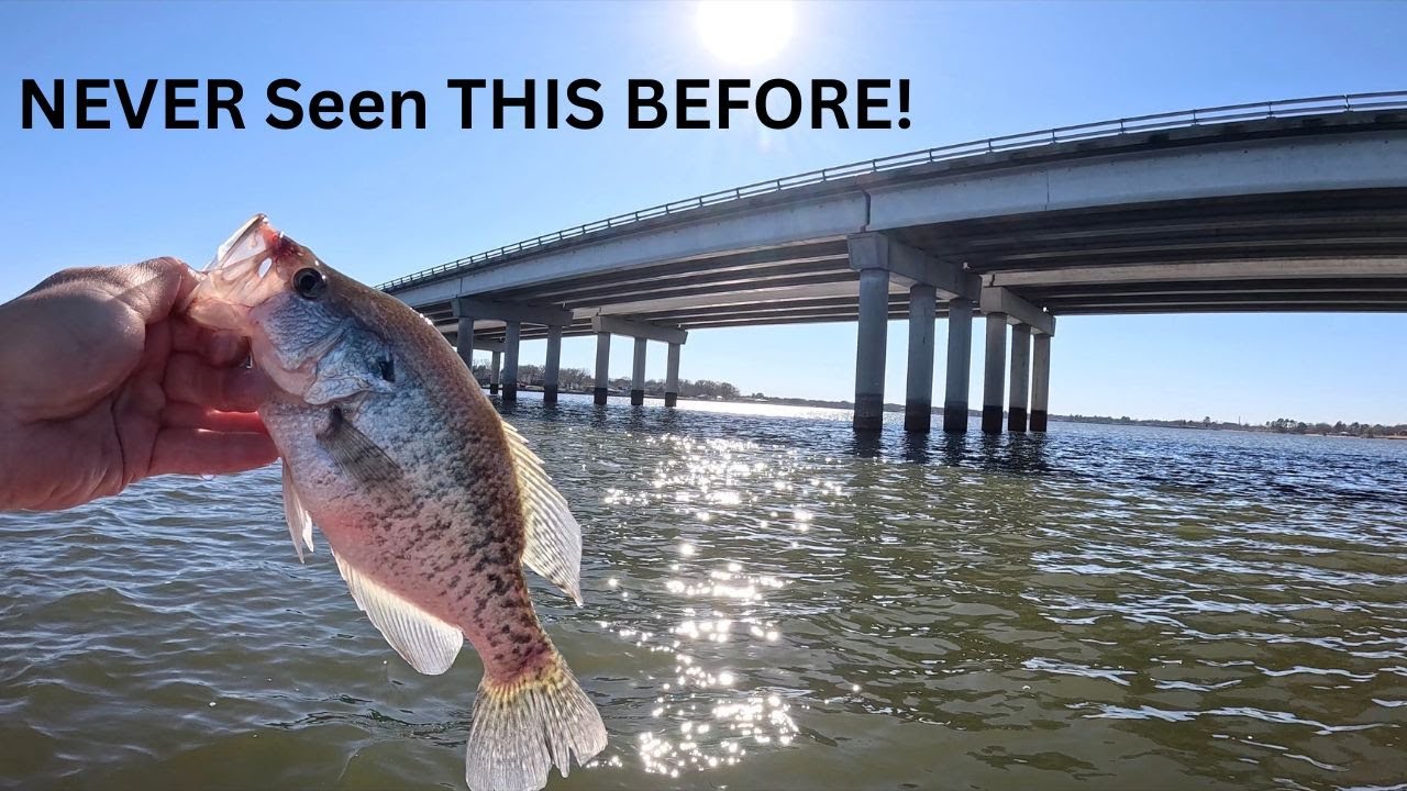 I have NEVER seen CRAPPIE do THIS under a bridge! What were they doing?