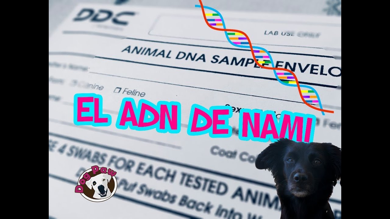 Prueba ADN Namin&eacute; - Genetica canina