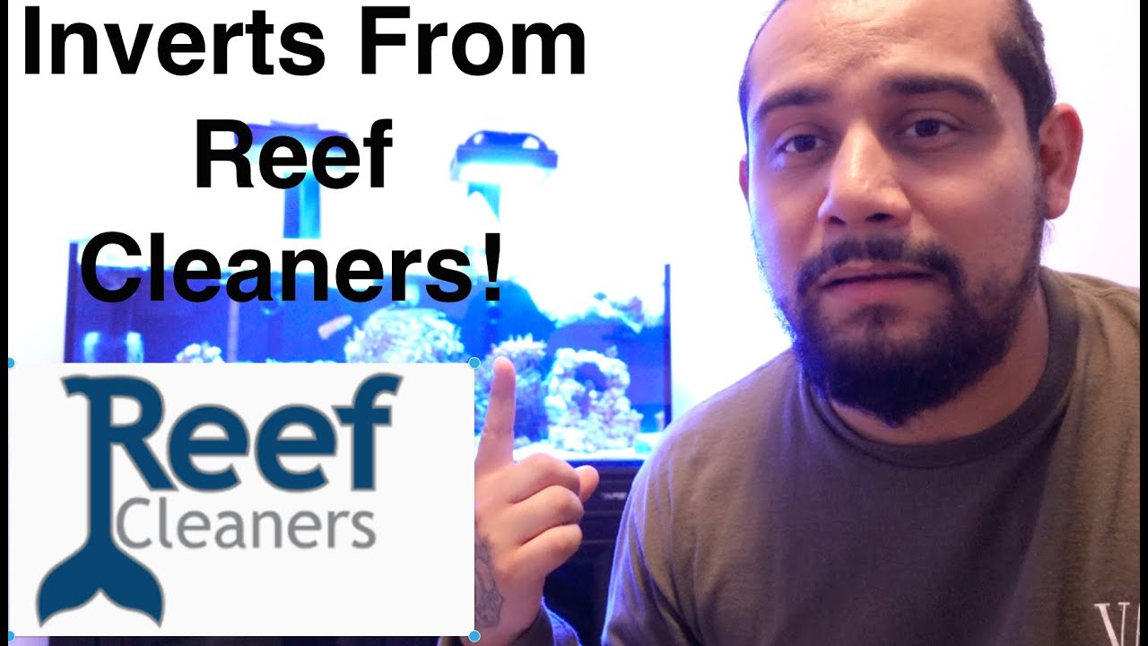 Unboxing Inverts From Reef Cleaners 4 My 2 Lagoon Tanks!
