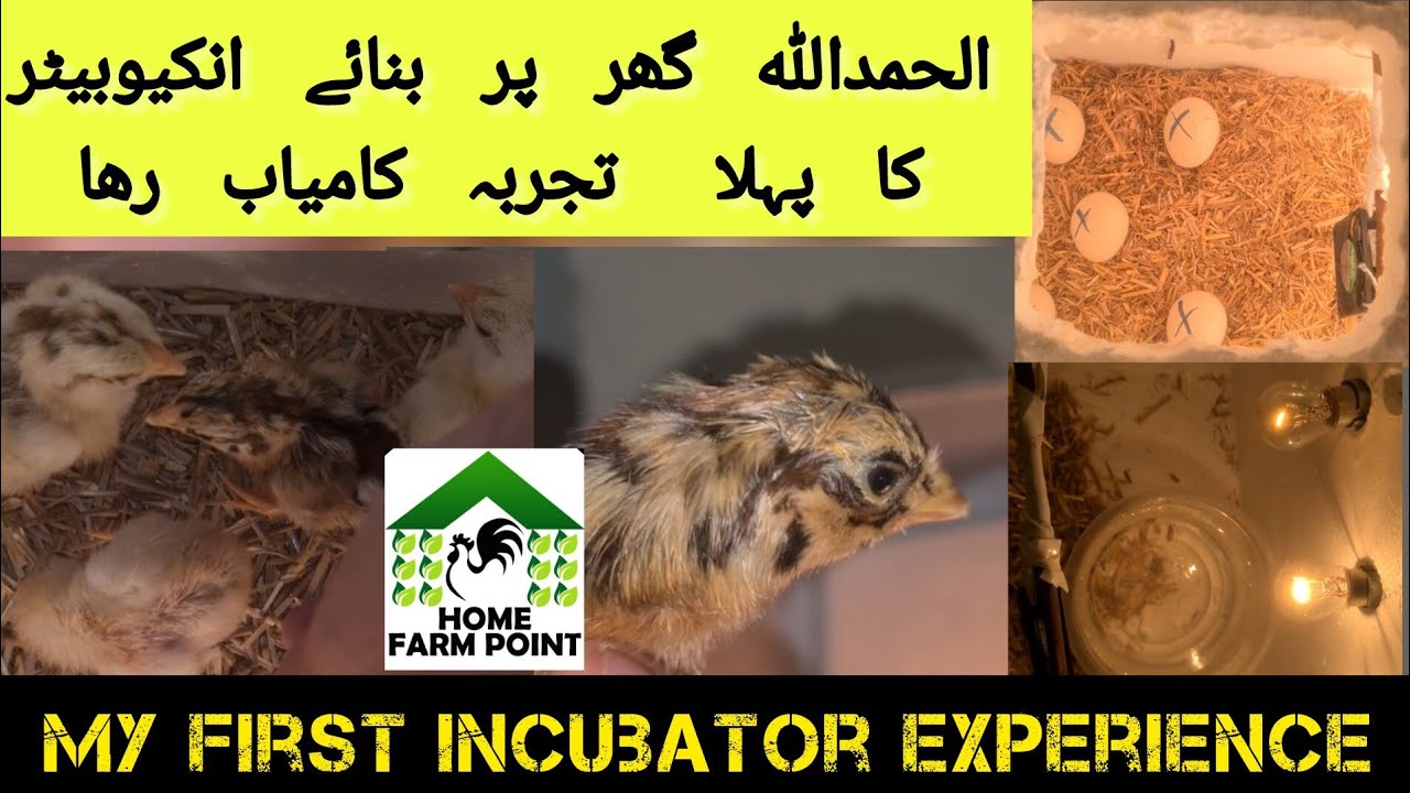 Home made Incubator | My first experience | الحمداللہ تجربہ کامیاب رہا۔