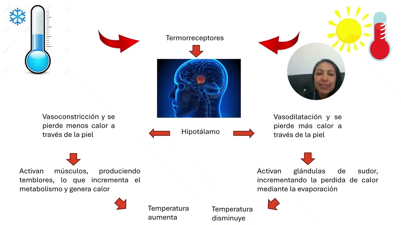 FACTORES EXTERNOS EN EL ENTRENAMIENTO DEPORTIVO