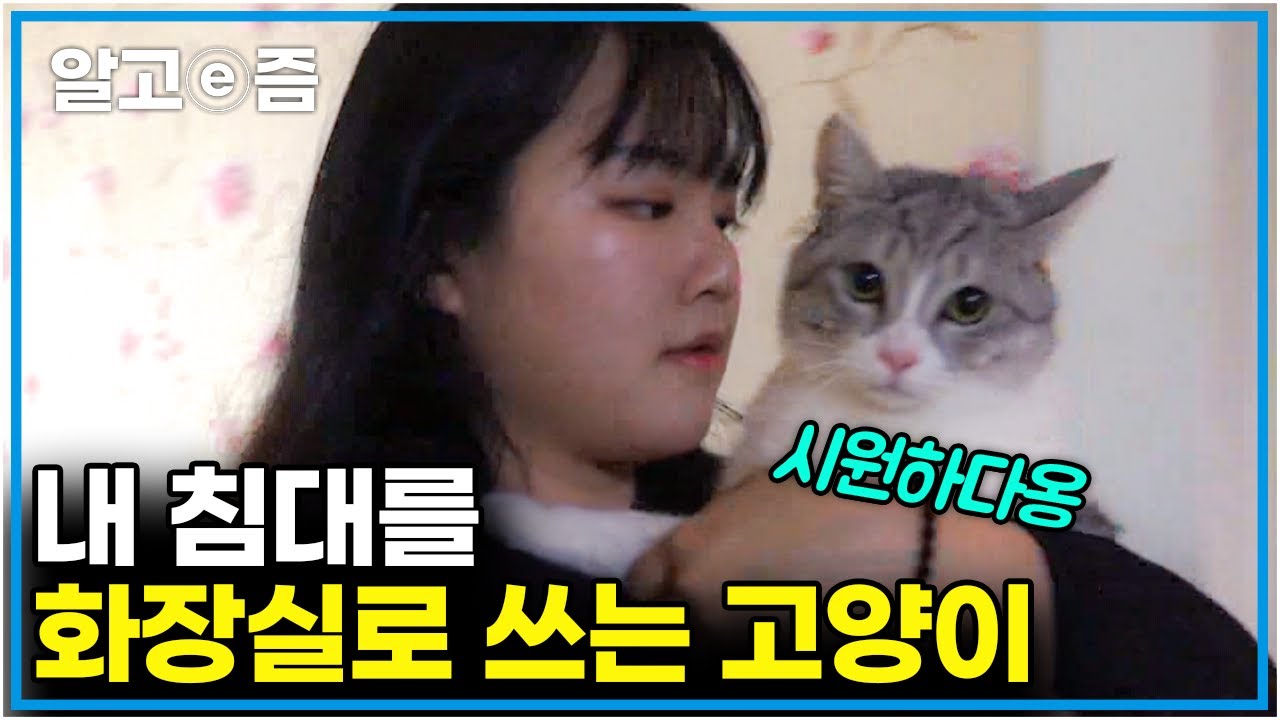 고양이가 소변을 못 가린다고?! 매일 이불 빨래해야 하는 집사의 사연│고양이를 부탁해│알고e즘