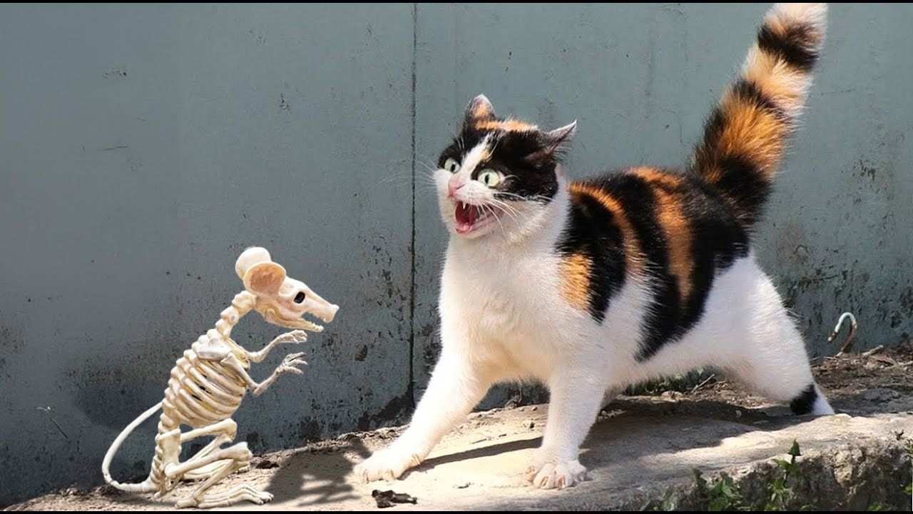 When Cats and Dogs Get Scared Part 2 – Funny Animals Caught on Camera!