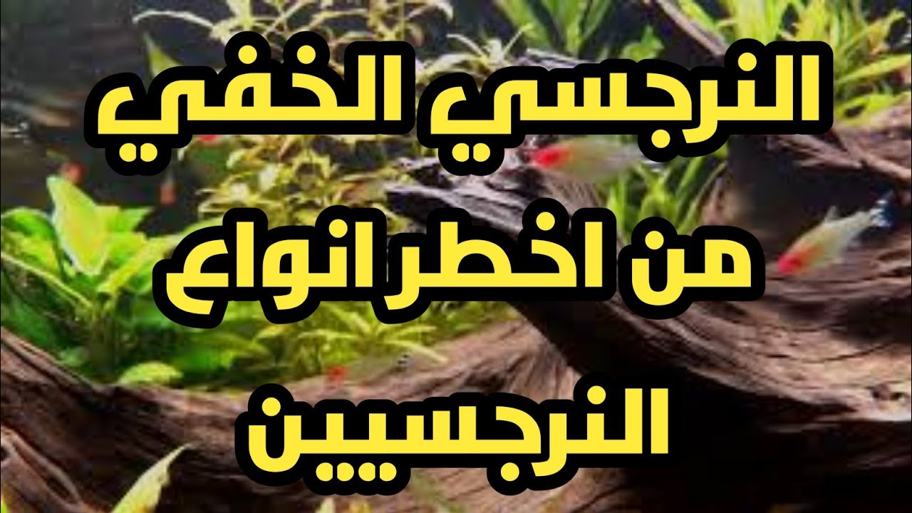 النرجسي الخفي من اخطر انواع النرجسيين واهم صفاته