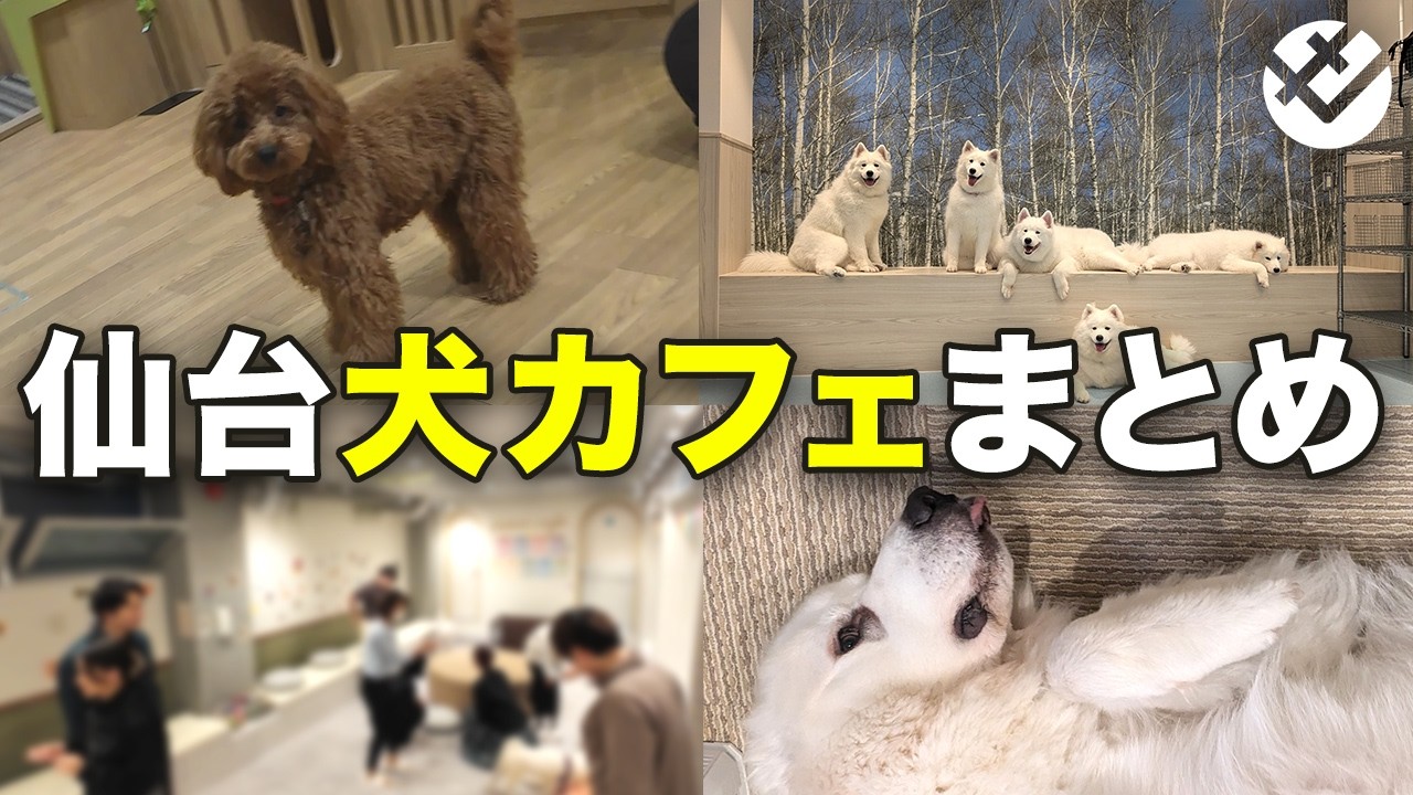 【癒し】仙台犬カフェ4選！サモエド天国から犬と触れ合える本格和カフェまで