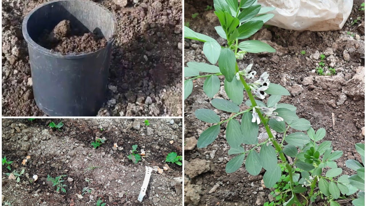 Ahır gübresi nasıl kullanılır, yanmış gübresi çiçeklere verilir mi?