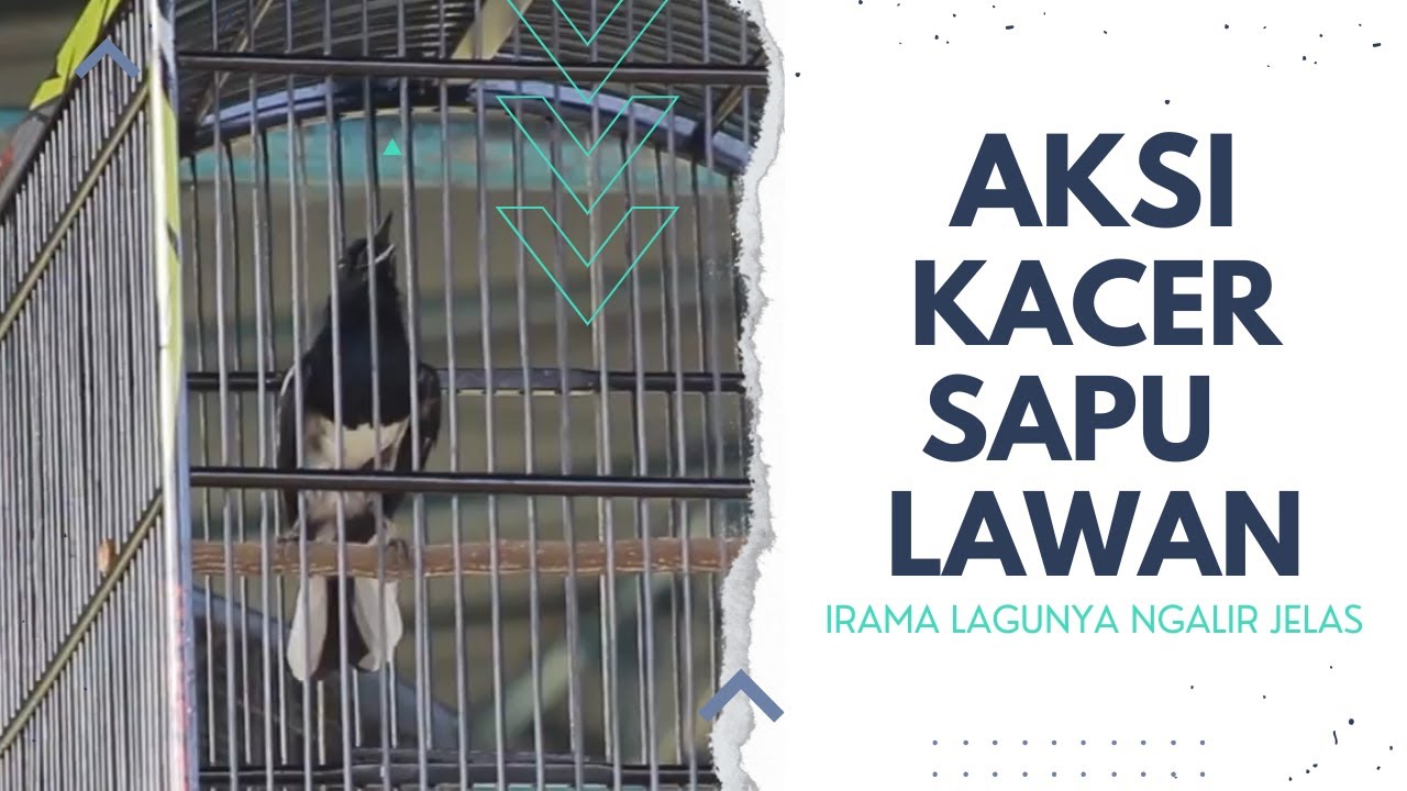 AKSI KACER SAPU LAWAN DURASI KERJA EDAN 😱? SALING PUKUL BONGKAR MATERI! MAKIN SORE MAKIN GANAS